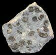 Ammonite Fossil Slab - Marston Magna Marble #63513-1